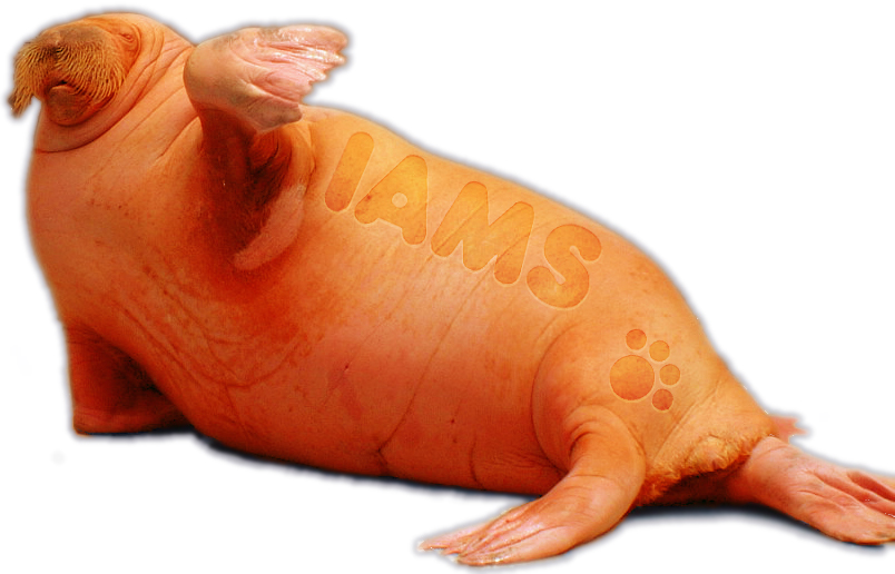 Photoshop Design by kathnh for DesignCrowd (Community Contests) | Design #9050691