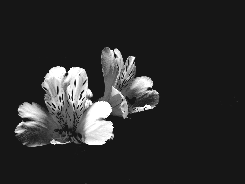 Photography by nowheregirl for DesignCrowd (Community Contests) | Design #9039403