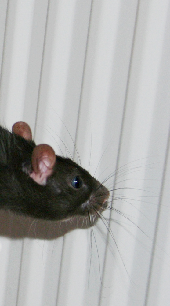 Fotografía por Maddyy para DesignCrowd (Community Contests) | Diseño #9039322