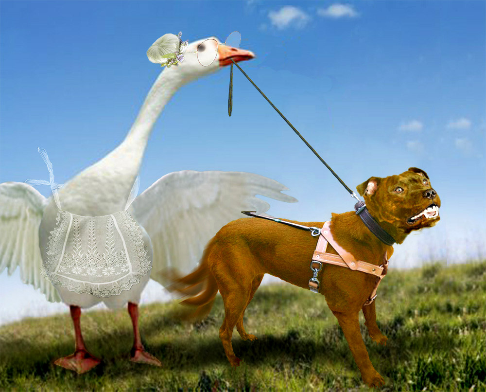 Photoshop Design by EyEars for DesignCrowd (Community Contests) | Design #9049207