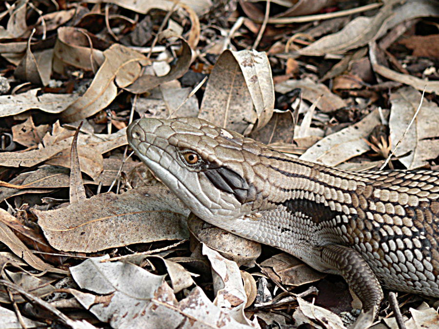 Fotografía por gymp93 para DesignCrowd (Community Contests) | Diseño #9056249