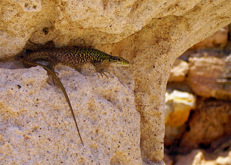 Fotografie von IsleofJura für DesignCrowd (Community Contests) | Design #9056244