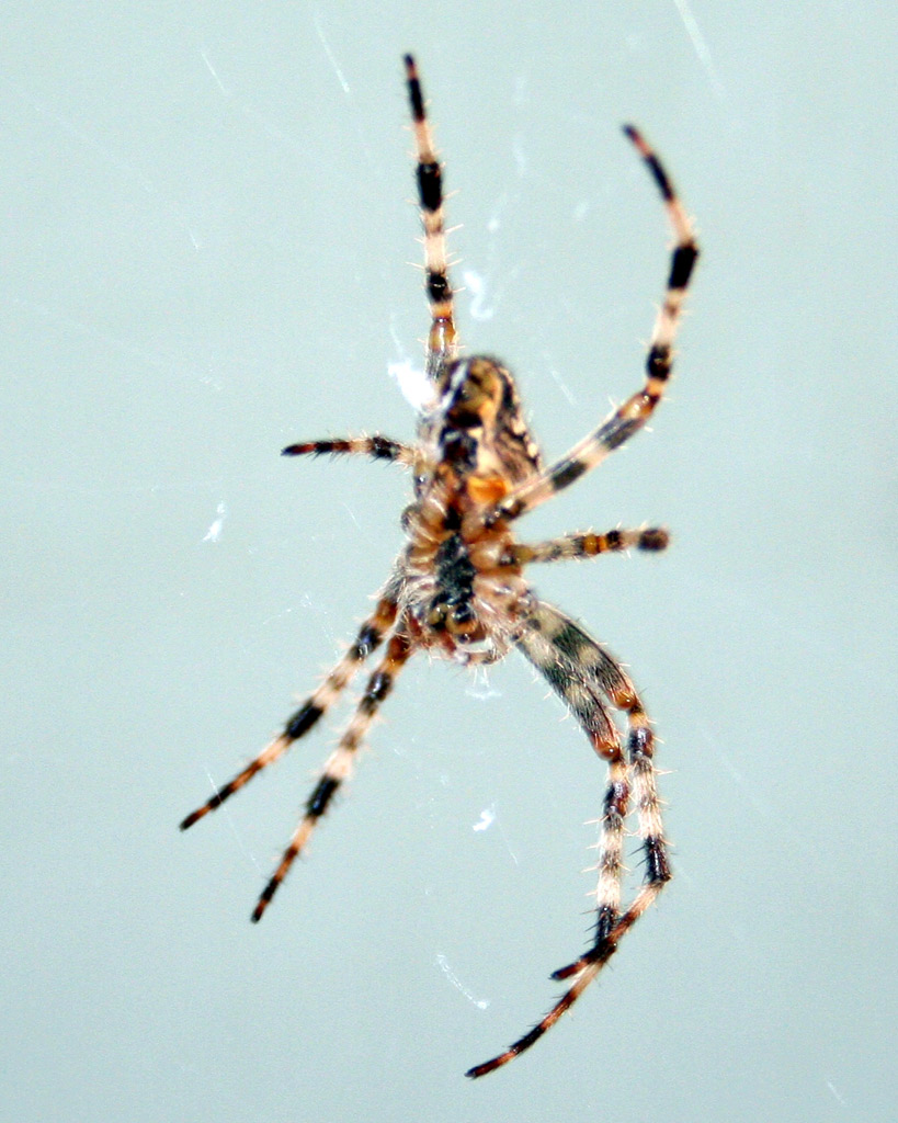 Photography by pvazquez for DesignCrowd (Community Contests) | Design #9056242