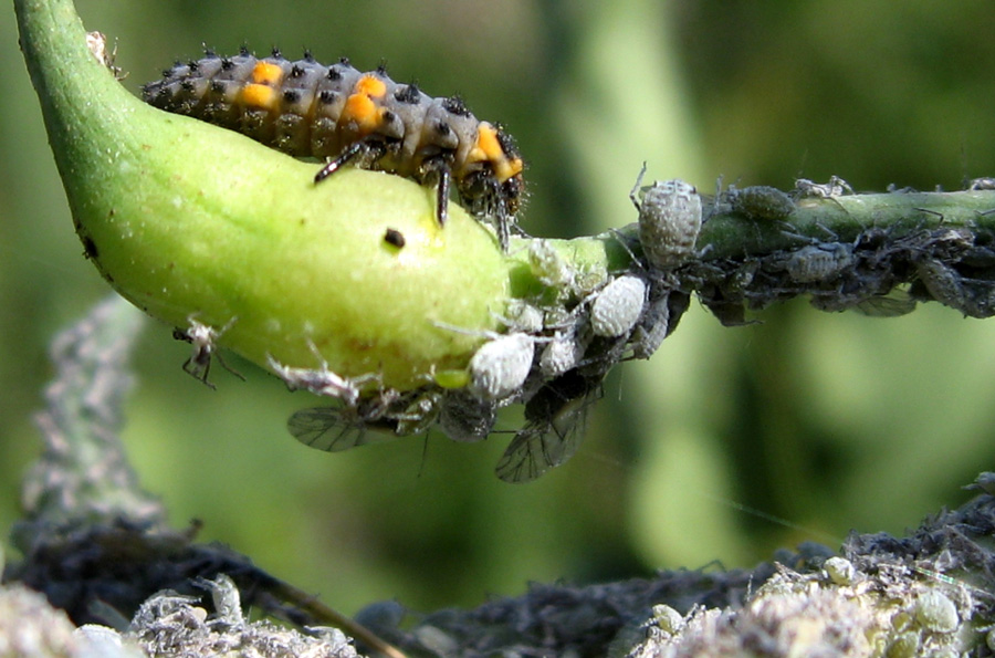 Fotografie von jester11221122 für DesignCrowd (Community Contests) | Design #9056214