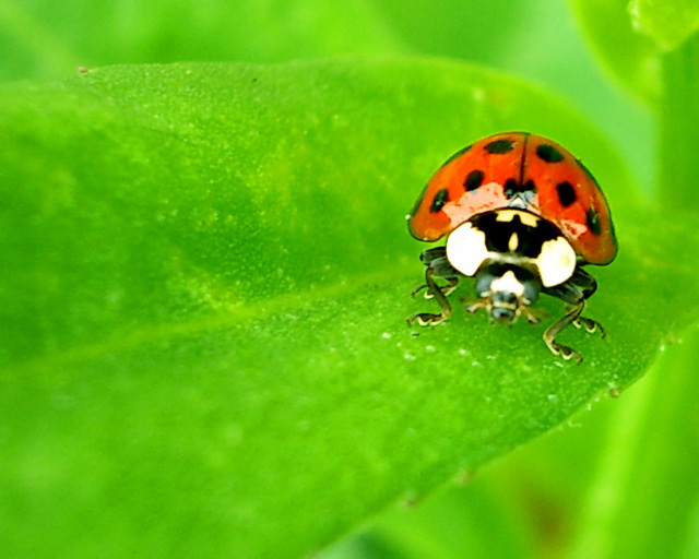 Fotografía por LADPUPMOE para DesignCrowd (Community Contests) | Diseño #9056223