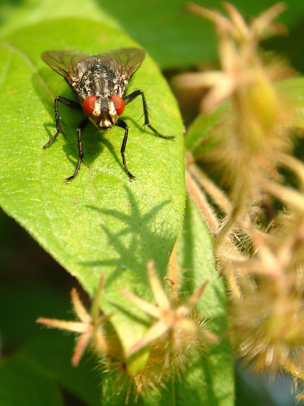 Photographie par wiggster pour DesignCrowd (Community Contests) | Design #9056325