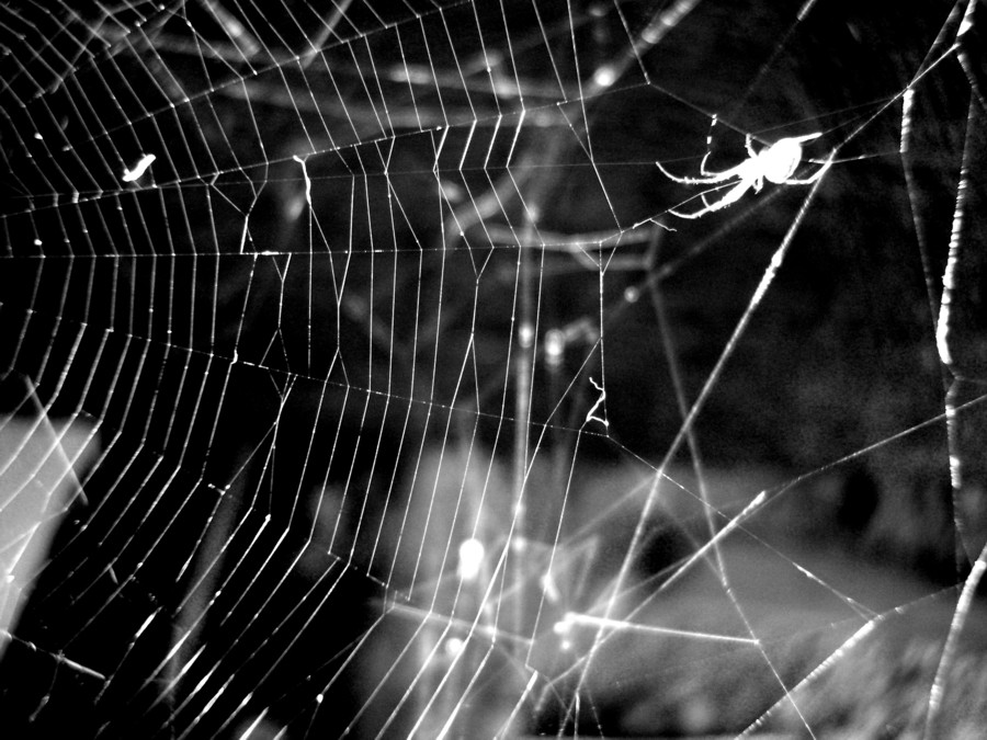 Fotografie von missannie für DesignCrowd (Community Contests) | Design #9056425
