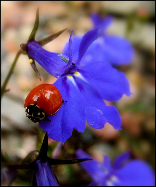 Photography by nowheregirl for DesignCrowd (Community Contests) | Design #9056396