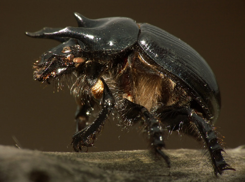 Photographie par Rouwkema pour DesignCrowd (Community Contests) | Design #9056393