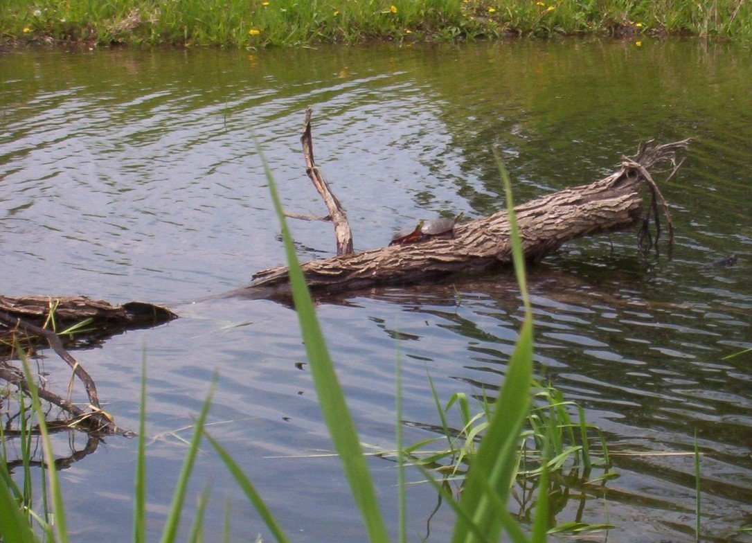 Fotografía por spincast1123 para DesignCrowd (Community Contests) | Diseño #9056347