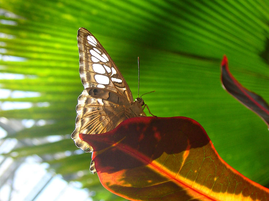 Photography by LollyPreen for DesignCrowd (Community Contests) | Design #9056413