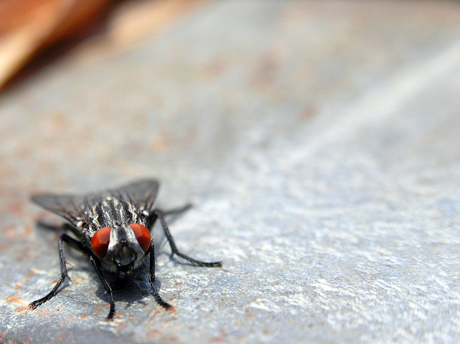 Photographie par bella pour DesignCrowd (Community Contests) | Design #9056331