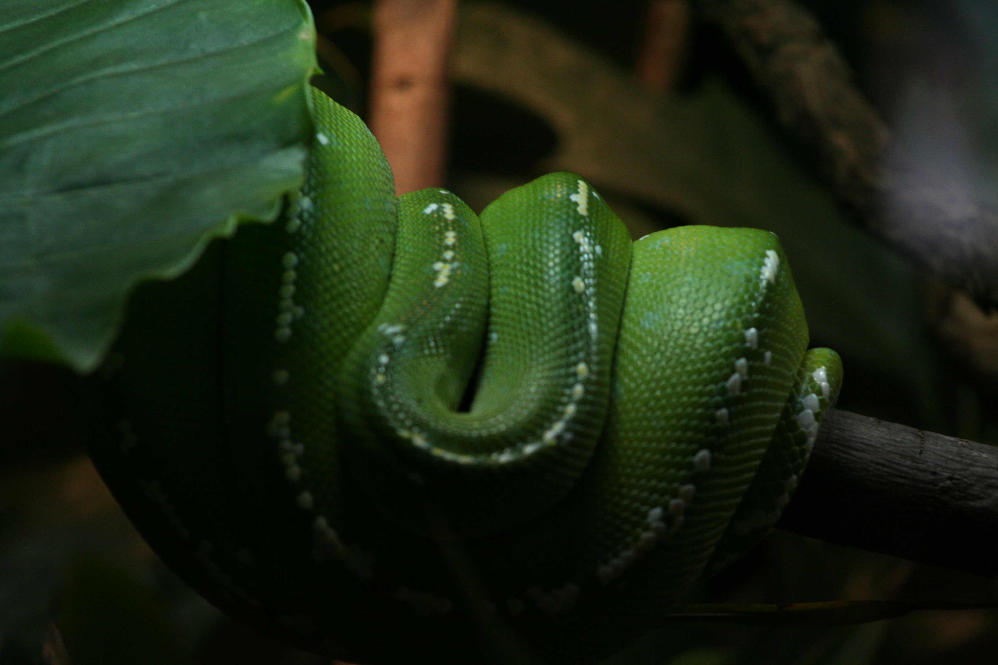 Fotografía por soulinferno13 para DesignCrowd (Community Contests) | Diseño #9056299