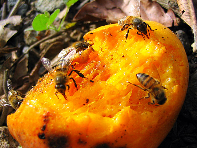 Photography by marko055 for DesignCrowd (Community Contests) | Design #9056387