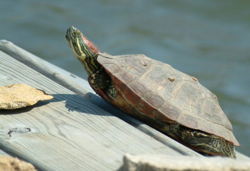 Photography by kcfemme for DesignCrowd (Community Contests) | Design #9056417