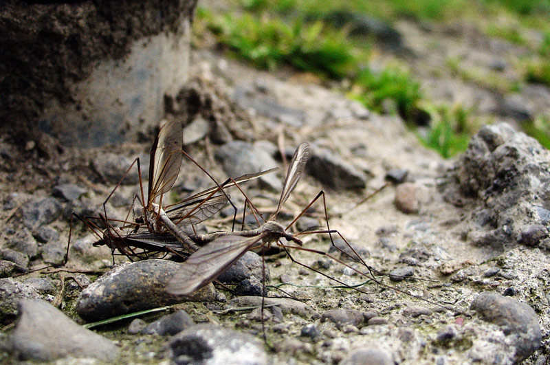 Fotografía por zenit47 para DesignCrowd (Community Contests) | Diseño #9056328