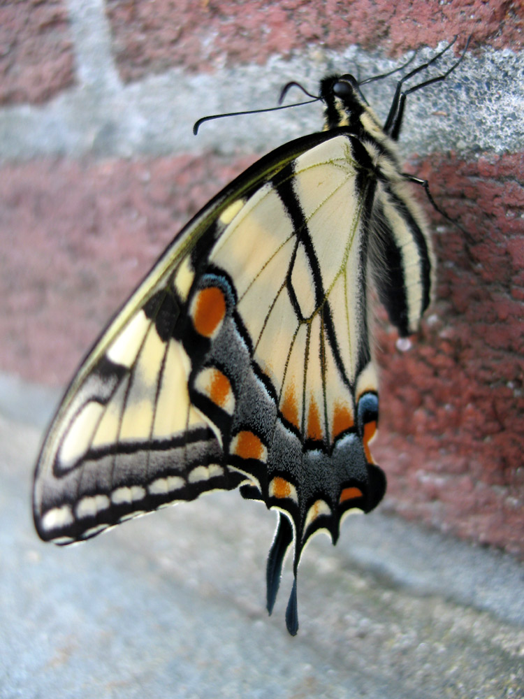 Photography by mayfae for DesignCrowd (Community Contests) | Design #9056315