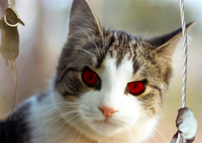 Diseño de Photoshop por morganichole para DesignCrowd (Community Contests) | Diseño #9053003