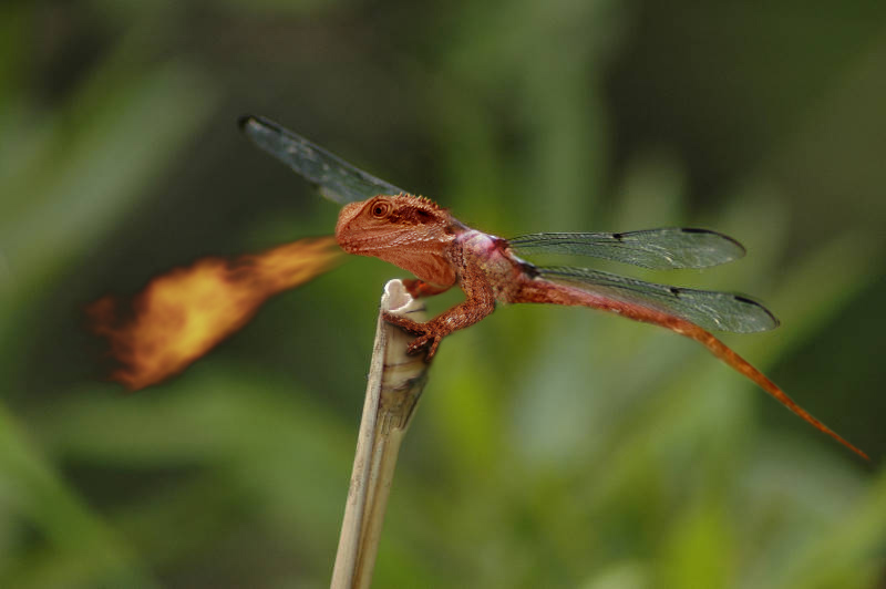 Photoshop Design by Settedinove for DesignCrowd (Community Contests) | Design #9036912