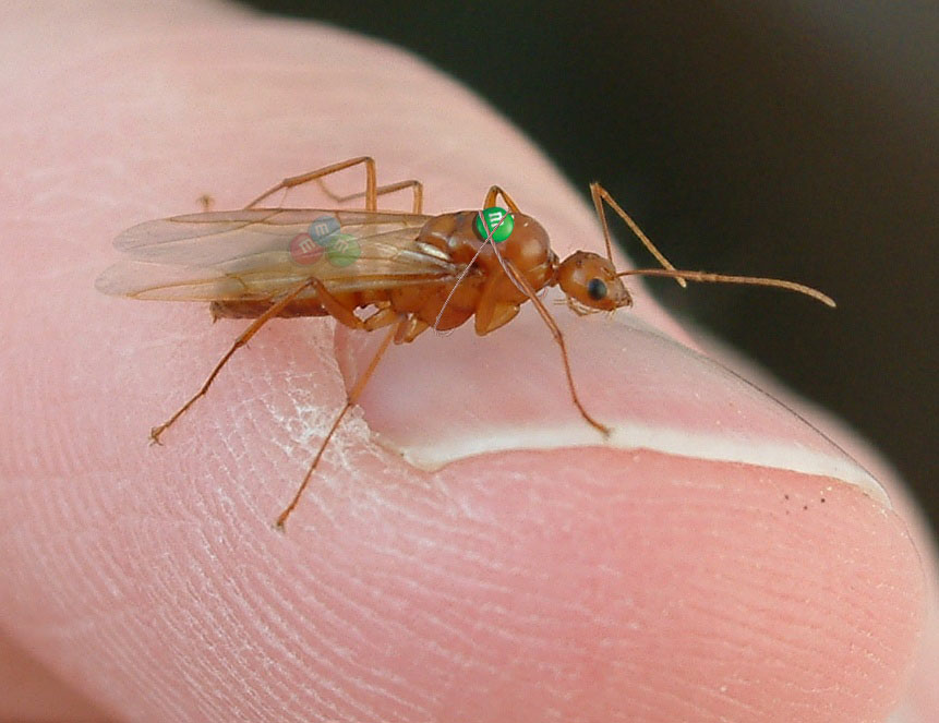 Diseño de Photoshop por BundyAl para DesignCrowd (Community Contests) | Diseño #9048511