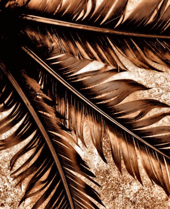 Photography by Suziecuchon for DesignCrowd (Community Contests) | Design #9047059