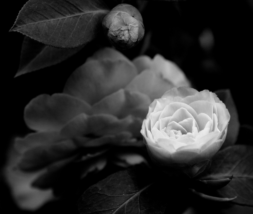 Photography by ginscambia for DesignCrowd (Community Contests) | Design #9047079