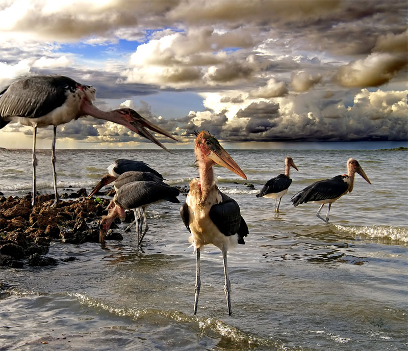 Photoshop Design by mattbyng for DesignCrowd (Community Contests) | Design #9048108