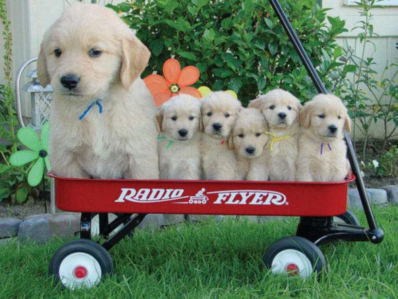 Photoshop Design by Irrwitzer for DesignCrowd (Community Contests) | Design #9048110