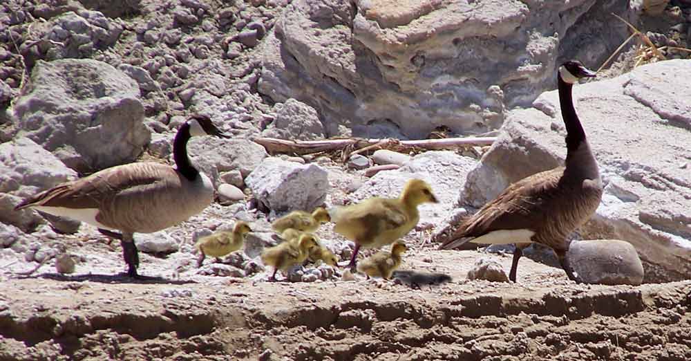 Photoshop Design by jlboucher for DesignCrowd (Community Contests) | Design #9048121