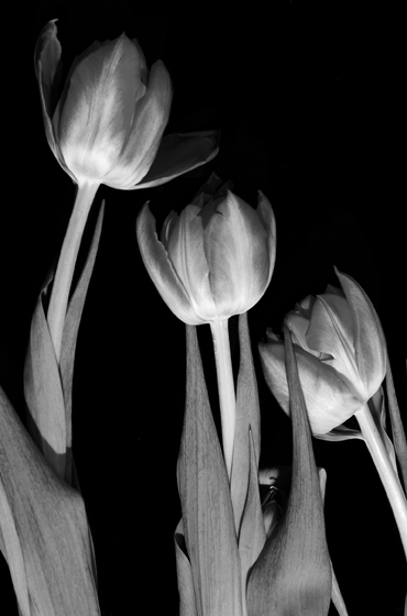 Photography by Flibble for DesignCrowd (Community Contests) | Design #9047088