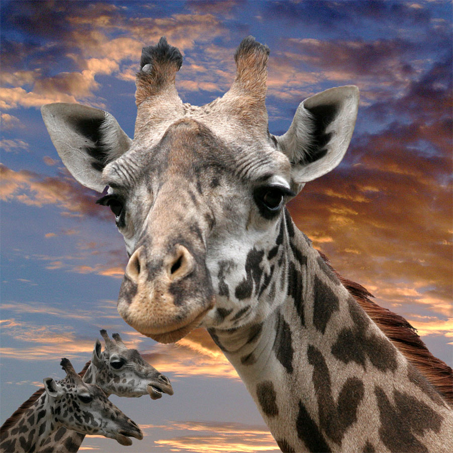 Design Photoshop par drogers pour DesignCrowd (Community Contests) | Design #9048231