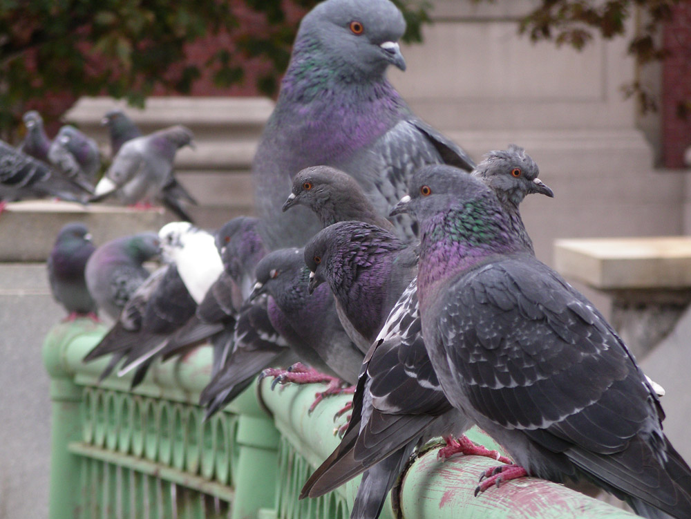 Photoshop Design by Settedinove for DesignCrowd (Community Contests) | Design #9048222