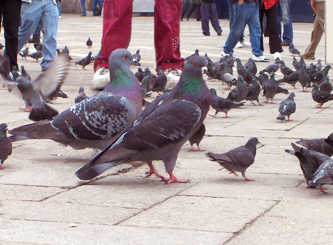 Photoshop-Design von Pelican für DesignCrowd (Community Contests) | Design #9048251