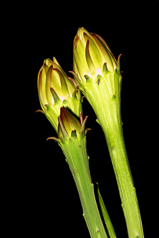 Fotografía por vgmn1956 para DesignCrowd (Community Contests) | Diseño #9047121