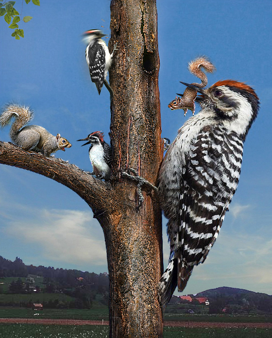 Photoshop Design by zulittle for DesignCrowd (Community Contests) | Design #9048259