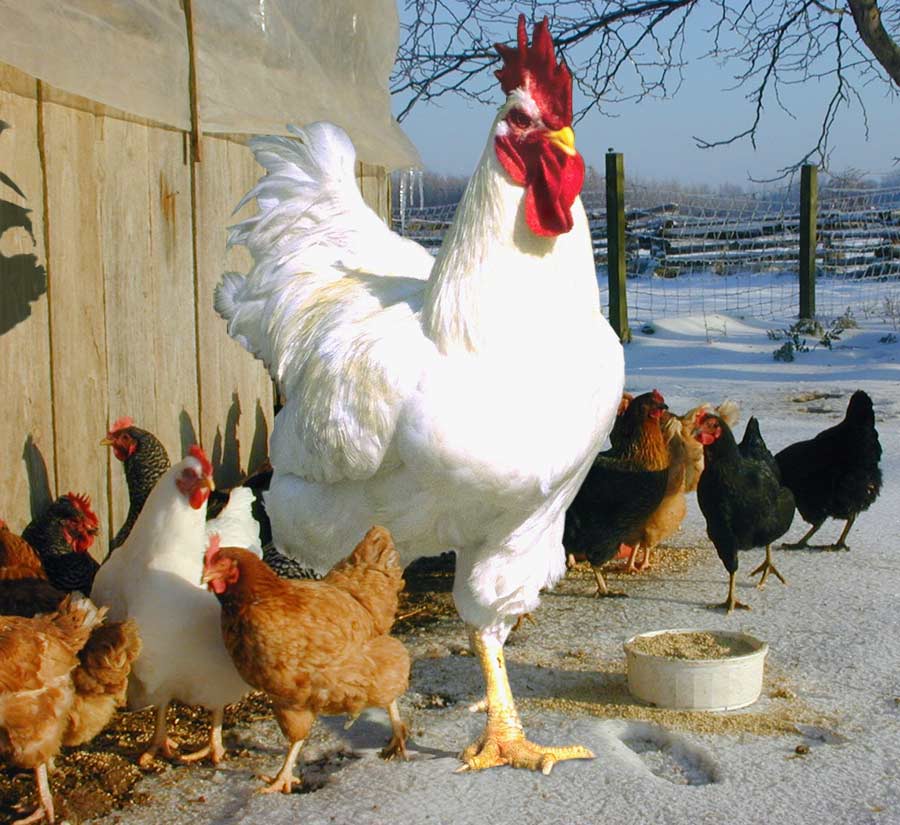 Photoshop Design by Pixelicious for DesignCrowd (Community Contests) | Design #9048283