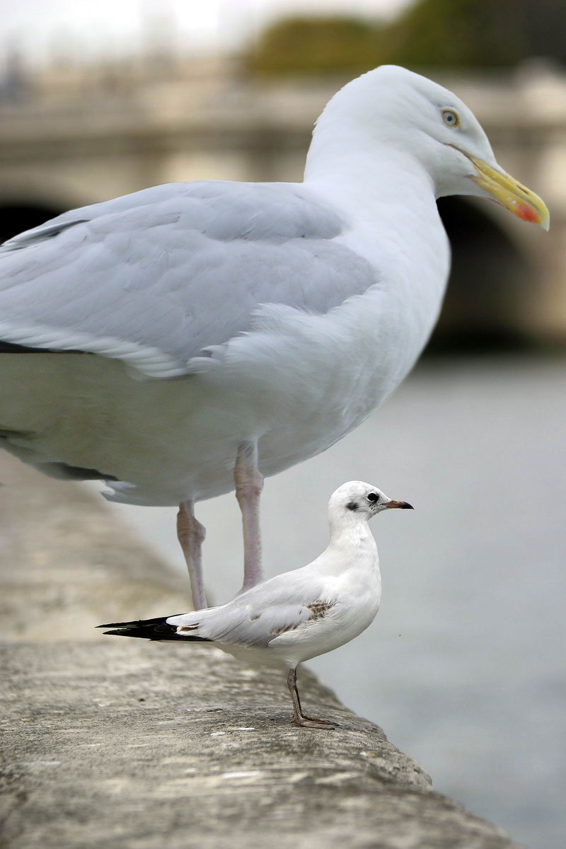 Photoshop Design by Charlesworth for DesignCrowd (Community Contests) | Design #9048449