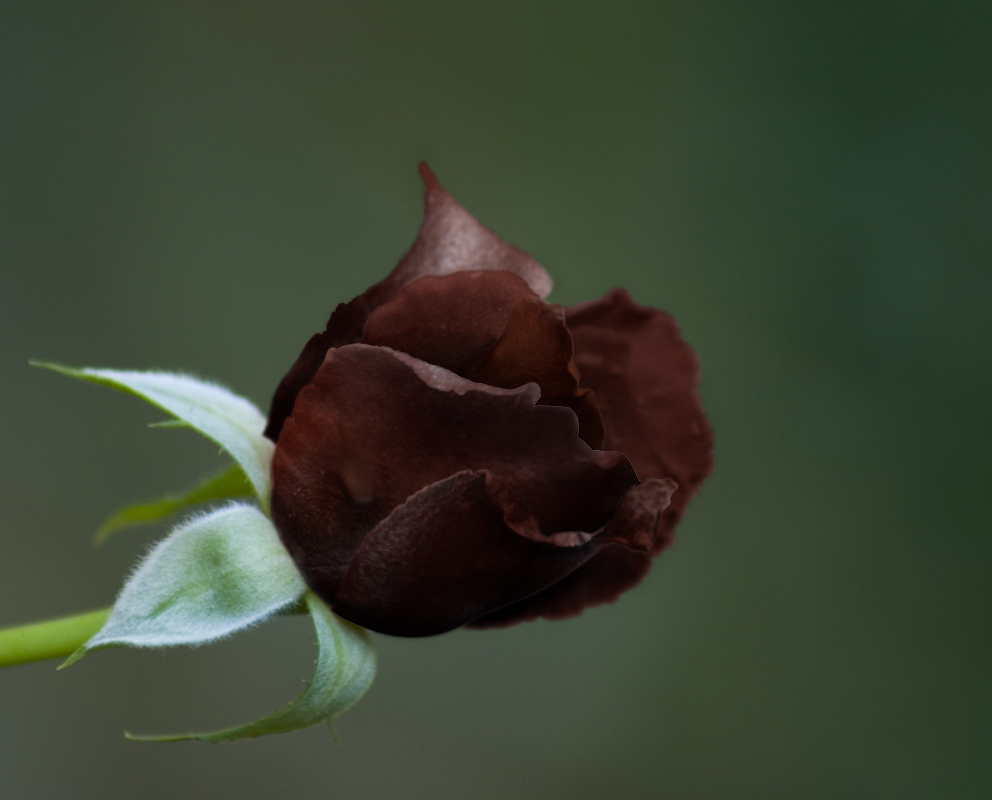 Photoshop Design by Avederp for DesignCrowd (Community Contests) | Design #9054730