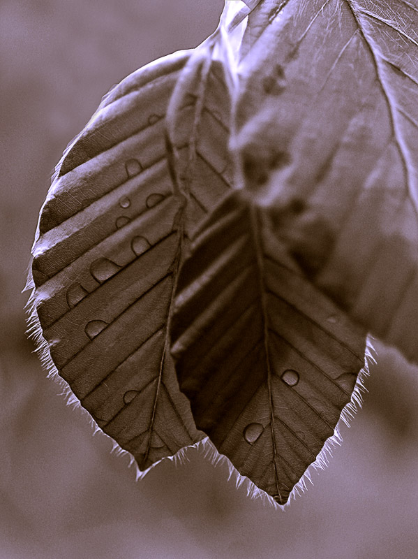 Photography by Marian for DesignCrowd (Community Contests) | Design #9047648