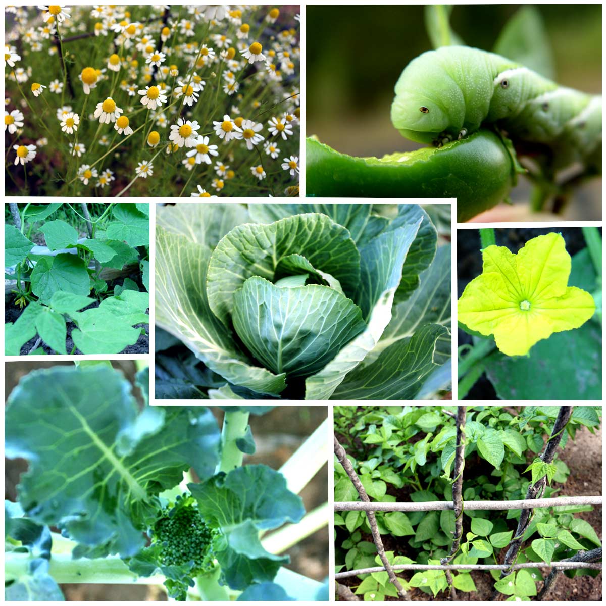 Photography by Meesch for DesignCrowd (Community Contests) | Design #9048530