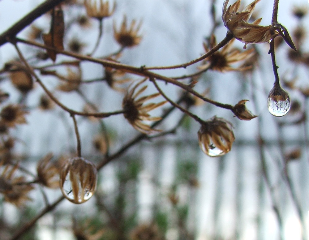 Photography by GreyElf for DesignCrowd (Community Contests) | Design #9047665