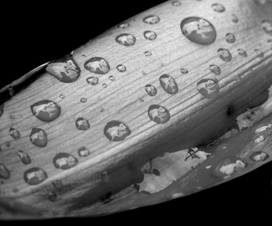 Fotografie von jester11221122 für DesignCrowd (Community Contests) | Design #9047664