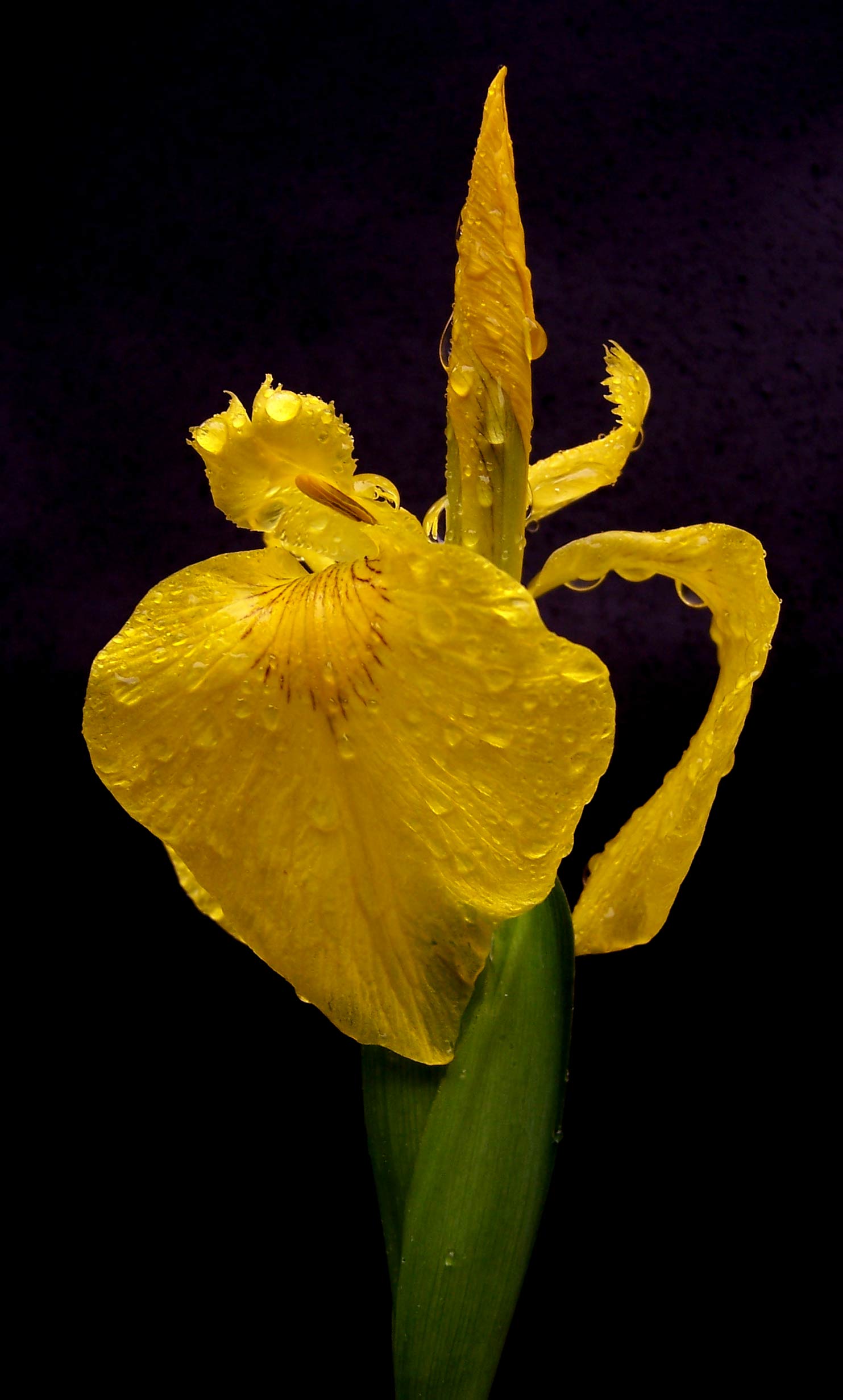 Photography by DutchPuh for DesignCrowd (Community Contests) | Design #9047671