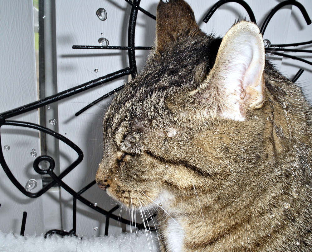 Fotografía por CoolKat85 para DesignCrowd (Community Contests) | Diseño #9047679