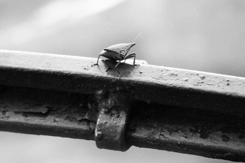 Fotografie von pedronurmi für DesignCrowd (Community Contests) | Design #9047560