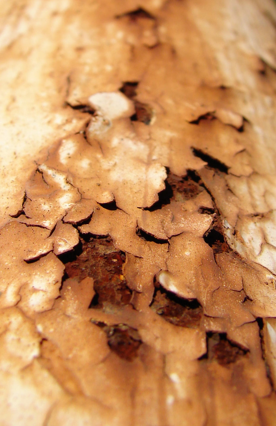 Photographie par Megain pour DesignCrowd (Community Contests) | Design #9047567