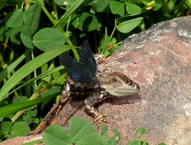 Photoshop Design by INeedPrepH for DesignCrowd (Community Contests) | Design #9047060