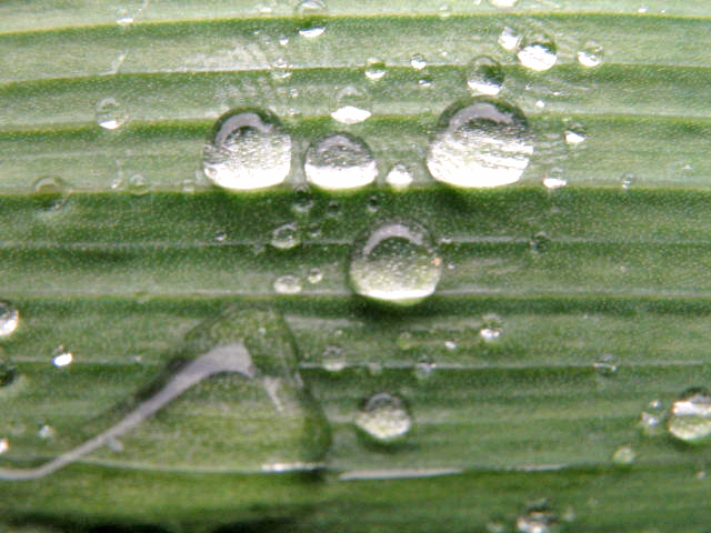 Photography by wufeisgirl for DesignCrowd (Community Contests) | Design #9047915