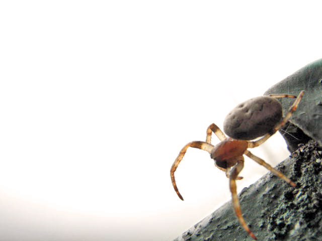 Photography by wufeisgirl for DesignCrowd (Community Contests) | Design #9052294