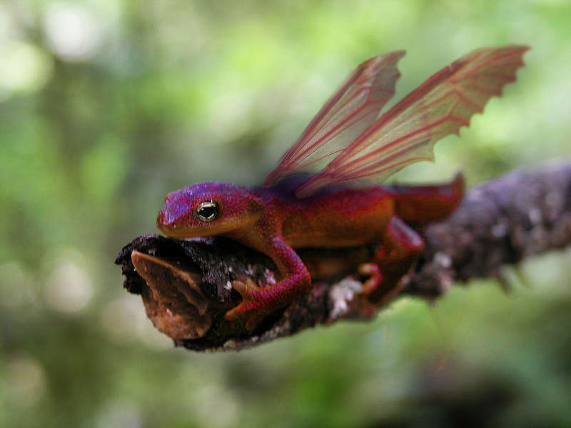 Photoshop-Design von sabrnig für DesignCrowd (Community Contests) | Design #9047258